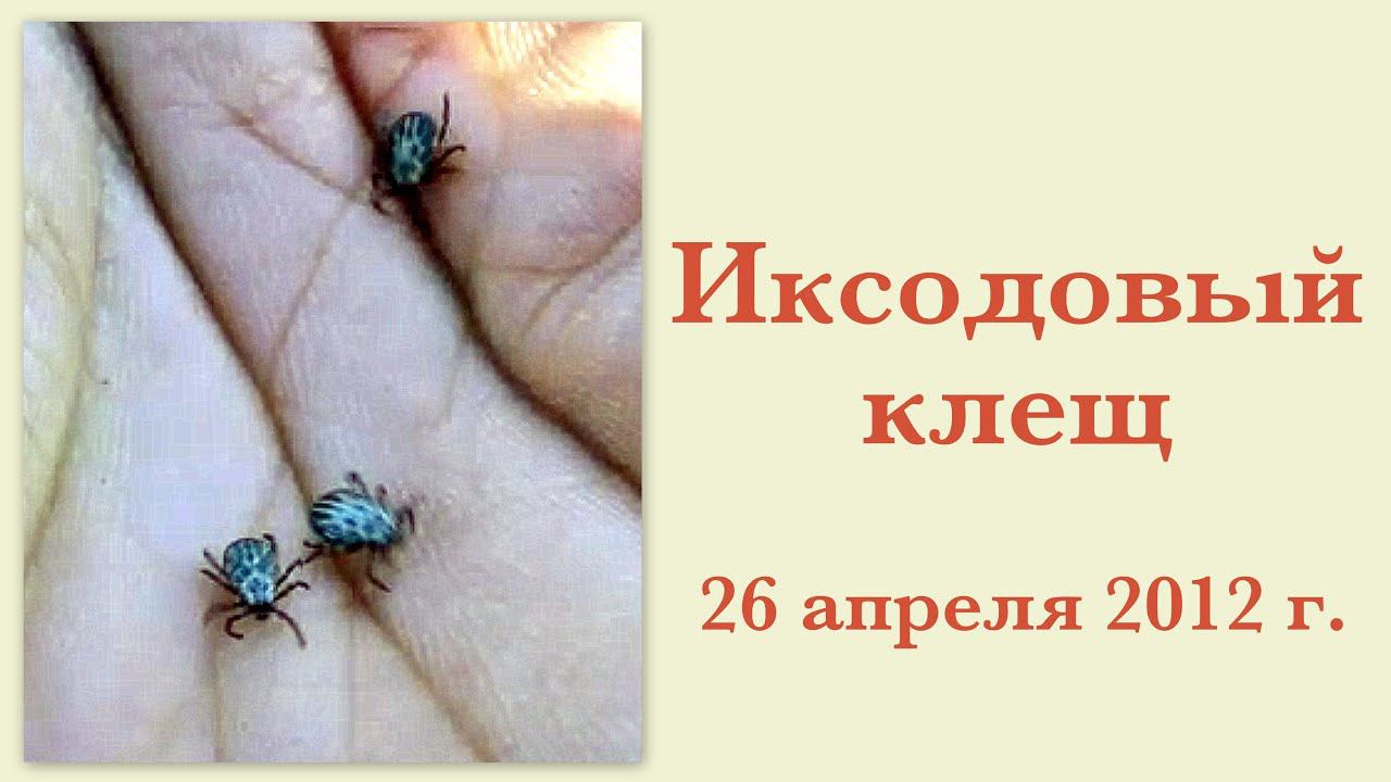 Иксодовый клещ 26 апреля 2012