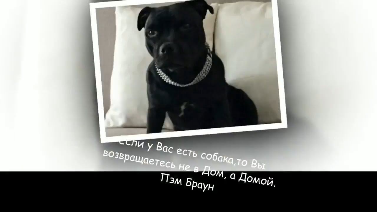 Друг собаки - это звучит гордо ! смотреть онлайн