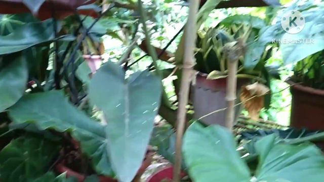 AGLAONEMA PAPAAKIT KA SA GANDA смотреть онлайн