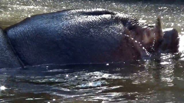Калининградский зоопарк2018.Бегемоты смотреть онлайн