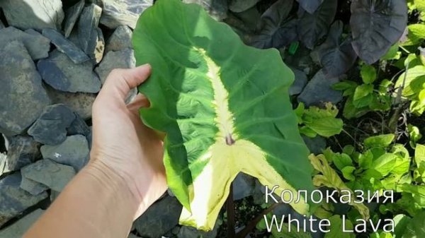 10 сортов Алоказия или Колоказия: чем отличаются, как ухаживать и зимовать.