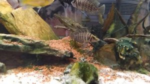 СИНЕ ЗЕЛЕНЫЕ ВОДОРОСЛИ ЧАСТЬ 2