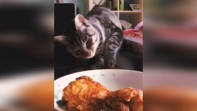 #4 СМЕШНЫЕ ВИДЕО 2020/Я РЖАЛ ПОЛЧАСА/СМЕШНЫЕ ЖИВОТНЫЕ /FUNNY CATS/귀여운 고양이」웃지 않으려 노력하십시오 가장 웃긴 고양이 영 смотреть онлайн