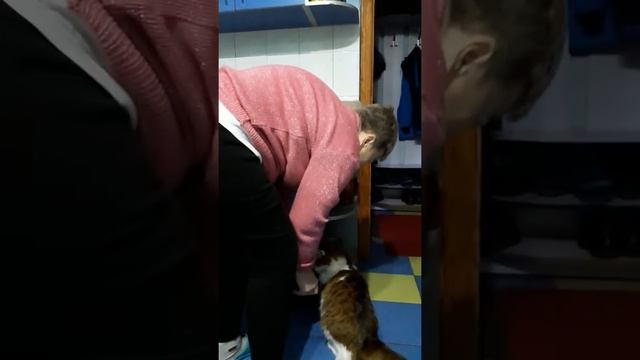Записка на холодильнике:"Не верь коту - он ел!" смотреть онлайн