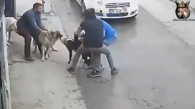 Kangal mı Pitbull mu? sorusunun cevabı. Buyrun !!! Kangal vs Pitbull смотреть онлайн
