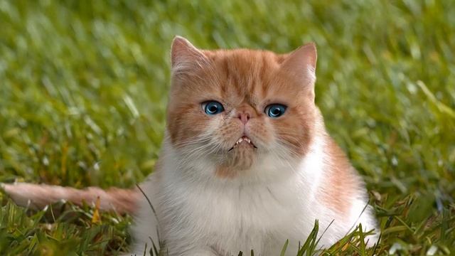 Сапсан (Falco peregrinus) смотреть онлайн