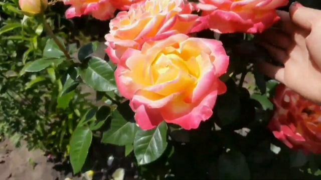 ЛУЧШИЙ СОРТ РОЗЫ СРЕДИ ЧАЙНО-ГИБРИДНЫХ.РОЗА ВОСТОЧНЫЙ ЭКСПРЕСС СТАНЕТ ЛЮБИМИЦЕЙ ДЛЯ МНОГИХ САДОВОДО