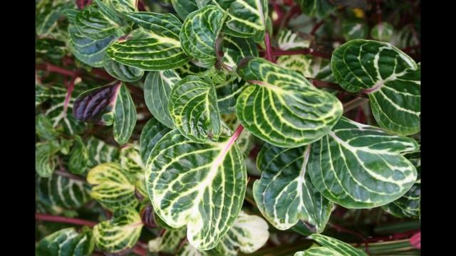 ИРЕЗИНЕ (IRESINE) сем. Амарантовые смотреть онлайн