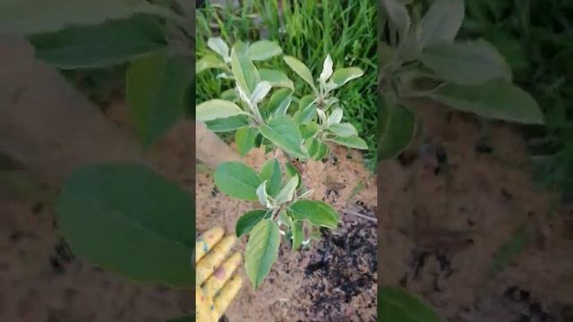 Саженцы эко сад 24 Крым спустя 3 недели смотреть онлайн