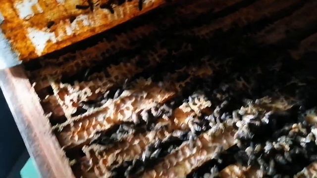 Зимний осмотр пчёл. смотреть онлайн