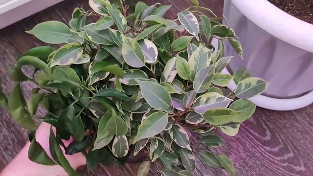 ФИКУС Весенняя обрезка! Правильный грунт для Фикуса, удобрения для активного роста Фикуса смотреть онлайн