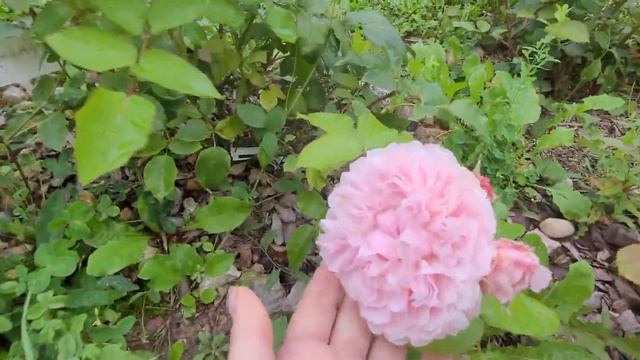 Прогулка по саду смотреть онлайн
