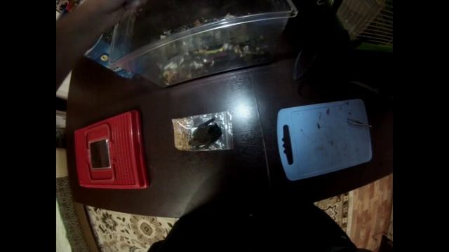 Home bat (feeding) - Домашняя летучая мышь (кормление) смотреть онлайн