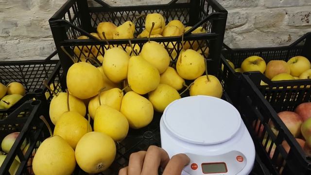 Груша Дюшес 04,09.2018 смотреть онлайн