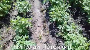 После применения Лазурита прошёл месяц