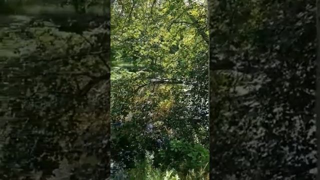 Песня # ИСТОРИЯ ЛЮБВИ# ! Исполняют ~Дмитрий Дюжев и Тамара Гвердцители смотреть онлайн