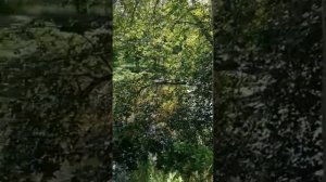 Песня # ИСТОРИЯ  ЛЮБВИ# ! Исполняют ~Дмитрий Дюжев и Тамара  Гвердцители