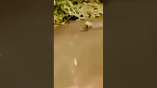 капибараshortsкрокодилshorts