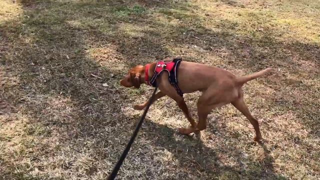 A short walk in the park with Ruby the Hungarian Vizsla смотреть онлайн