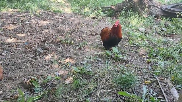 Декоративные петушки смотреть онлайн