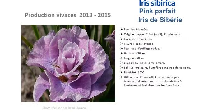Jardinage: Iris Sibirica Pink Parfait Iris De Sibérie: Plante Vivace