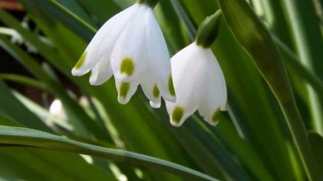 СНОВА КАРЛИКИ ДЕРУТСЯ ЗА ВЛАСТЬ...... смотреть онлайн