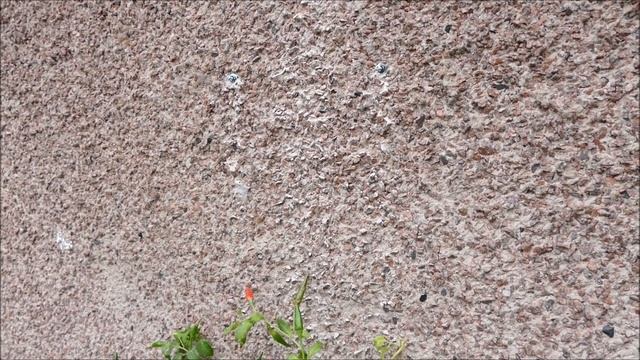 Epiphyllum Cactus Cuttings Update (New Wall Planter) смотреть онлайн