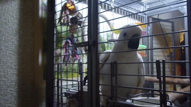 говорящий Какаду РОМОЧКА смотреть онлайн