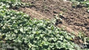 Дыня Дакаро F1. Высадка рассады 9 апреля.