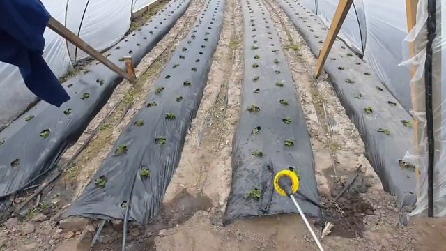 Работа на клубнике, обработка от клеща, внесение удобрений через каплю. смотреть онлайн