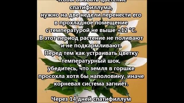 Женское счастье. Как заставить спатифиллум цвести смотреть онлайн