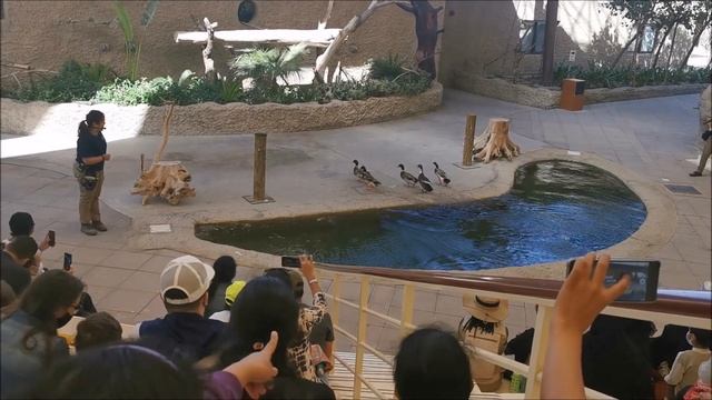 Dubai Safari Park 2021 | Dubaisafari | Dubai Tourism | Dubai Zoo Tour | Vlog смотреть онлайн