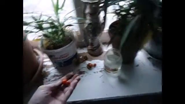 Русский обзор,Вступил в секту посадил физалис Грязовец,Вологодская обл. смотреть онлайн