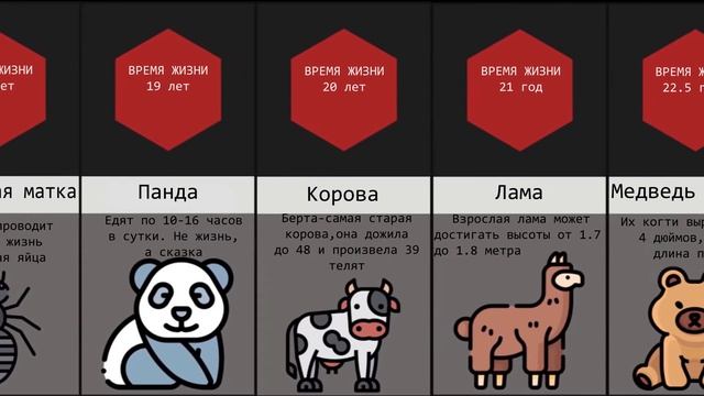 Сравнение продолжительности жизни животных смотреть онлайн