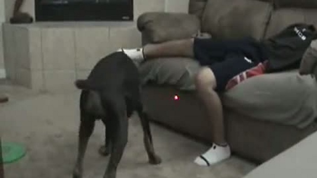 Доберманчик