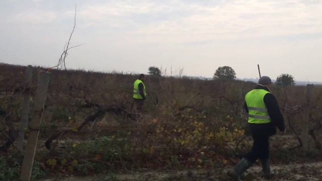 Охота в Болгарии осенью. Охота на зайца 2014 Ноябрь. с Кошарица #1 смотреть онлайн