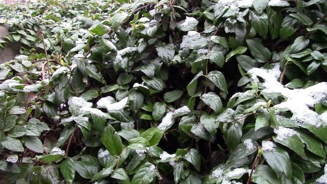 Жимолость каприфоль. Как собрать семена для посадки? смотреть онлайн