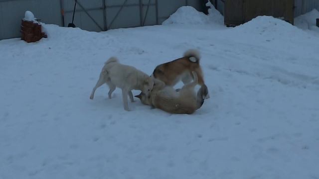 Вечерний дурдом с улыбкой смотреть онлайн