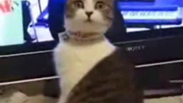 Удивленный кот смотреть онлайн