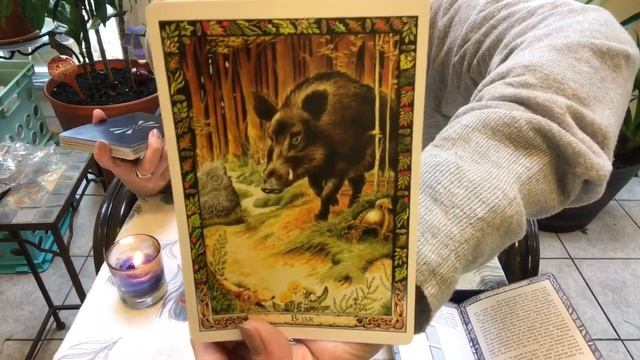 Druid Animal Oracle Unboxing and Reading—Binaural ASMR смотреть онлайн