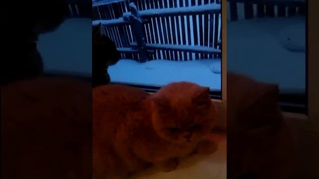 Новогодние котики. смотреть онлайн