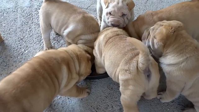 Шарпей - всё о породе собаки. Животный мир