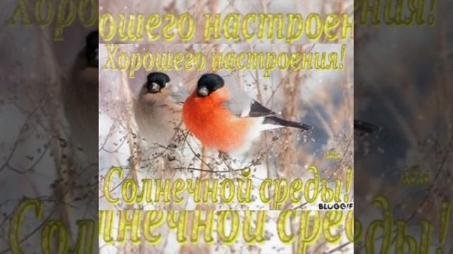 Удачной среды смотреть онлайн