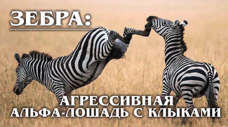 ЗЕБРЫ: Африканская лошадь чёрная в белую полоску или наоборот? Интересные Факты про зебр и животных смотреть онлайн