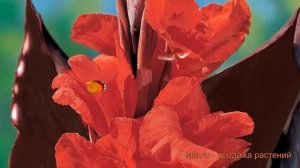 Канна коричневолистная Ред Кинг Гумберт ? обзор: как сажать, саженцы канну Ред Кинг Гумберт