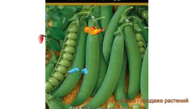 Горох овощной Глориоза (glorioza) ? овощной горох Глориоза обзор: как сажать, семена гороха Глориоз смотреть онлайн