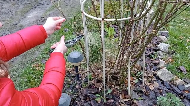 Плетиста троянда "ПОЛЬКА". Весняна обрізка. смотреть онлайн