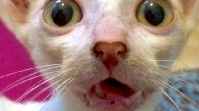Ветеринар хотел усыпить котенка. Но случилось Невероятное! смотреть онлайн