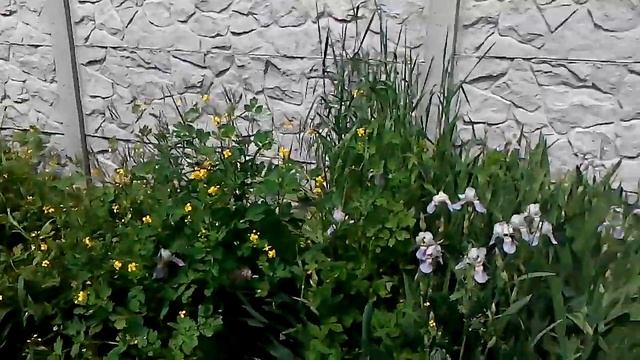 ирисы голубые смотреть онлайн