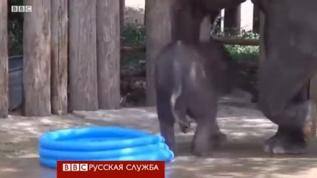 Купить слона!